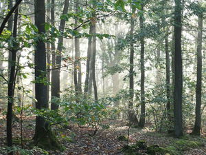 Forêt de la Tête Ronde
