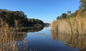 Étang de Saint Bonnet-Tronçais
