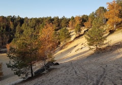 Forêt de Nemours
