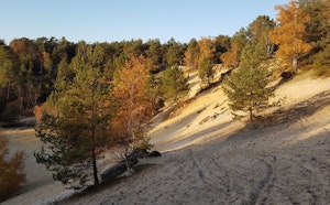 Forêt de Nemours