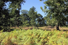 Forêt de Grimbosq