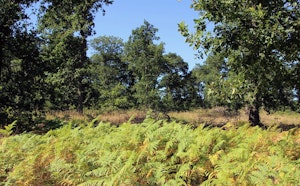 Forêt de Grimbosq