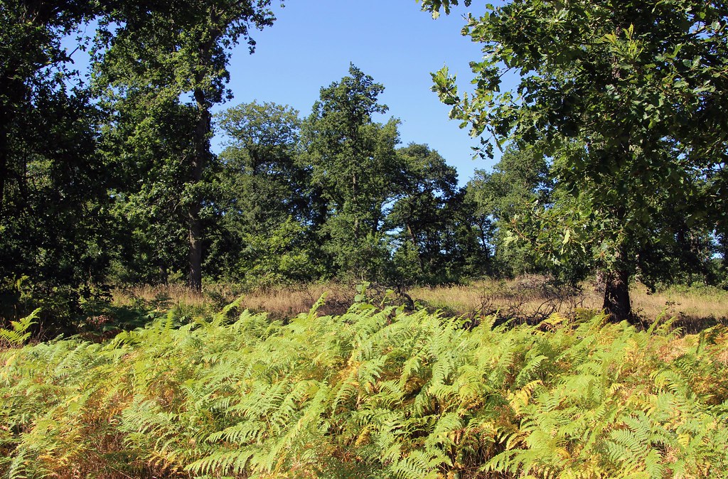 Forêt de Grimbosq