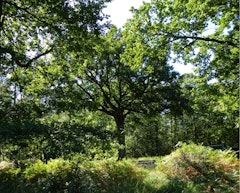 Forêt de Moulière
