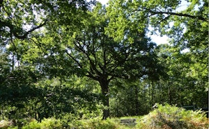 Forêt de Moulière