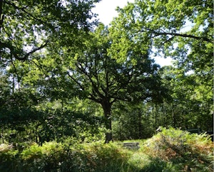 Forêt de Moulière