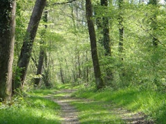 Forêt de Chinon