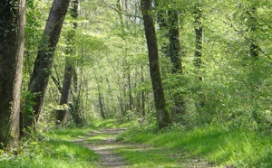 Forêt de Chinon