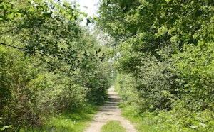Forêt de Nuaillé