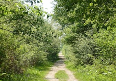 Forêt de Nuaillé