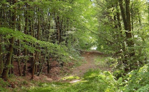Forêt du Perche