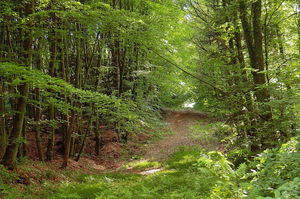 Forêt du Perche