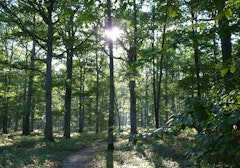 Forêt de Rosny
