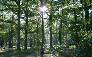 Forêt de Rosny