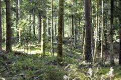 Bois de Moléans