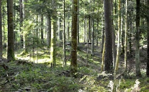 Bois de Moléans
