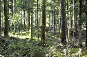 Bois de Moléans