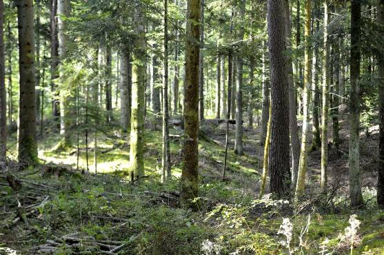 Bois de Moléans