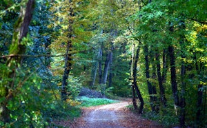Bois de Thionville