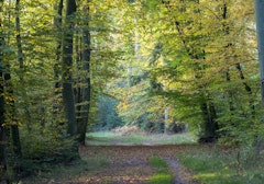 Forêt de la Houve