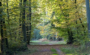 Forêt de la Houve