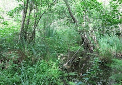 Marais du Négando