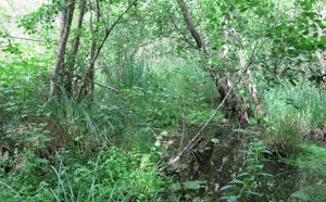 Marais du Négando