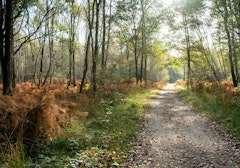 Forêt de Notre-Dame