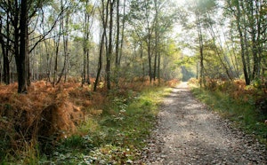 Forêt de Notre-Dame