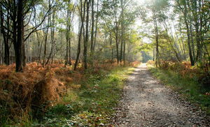 Forêt de Notre-Dame