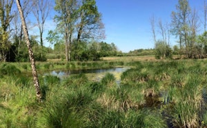 Marais de Reuves