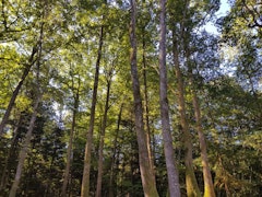 Forêt des Vaseix