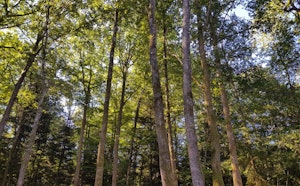 Forêt des Vaseix