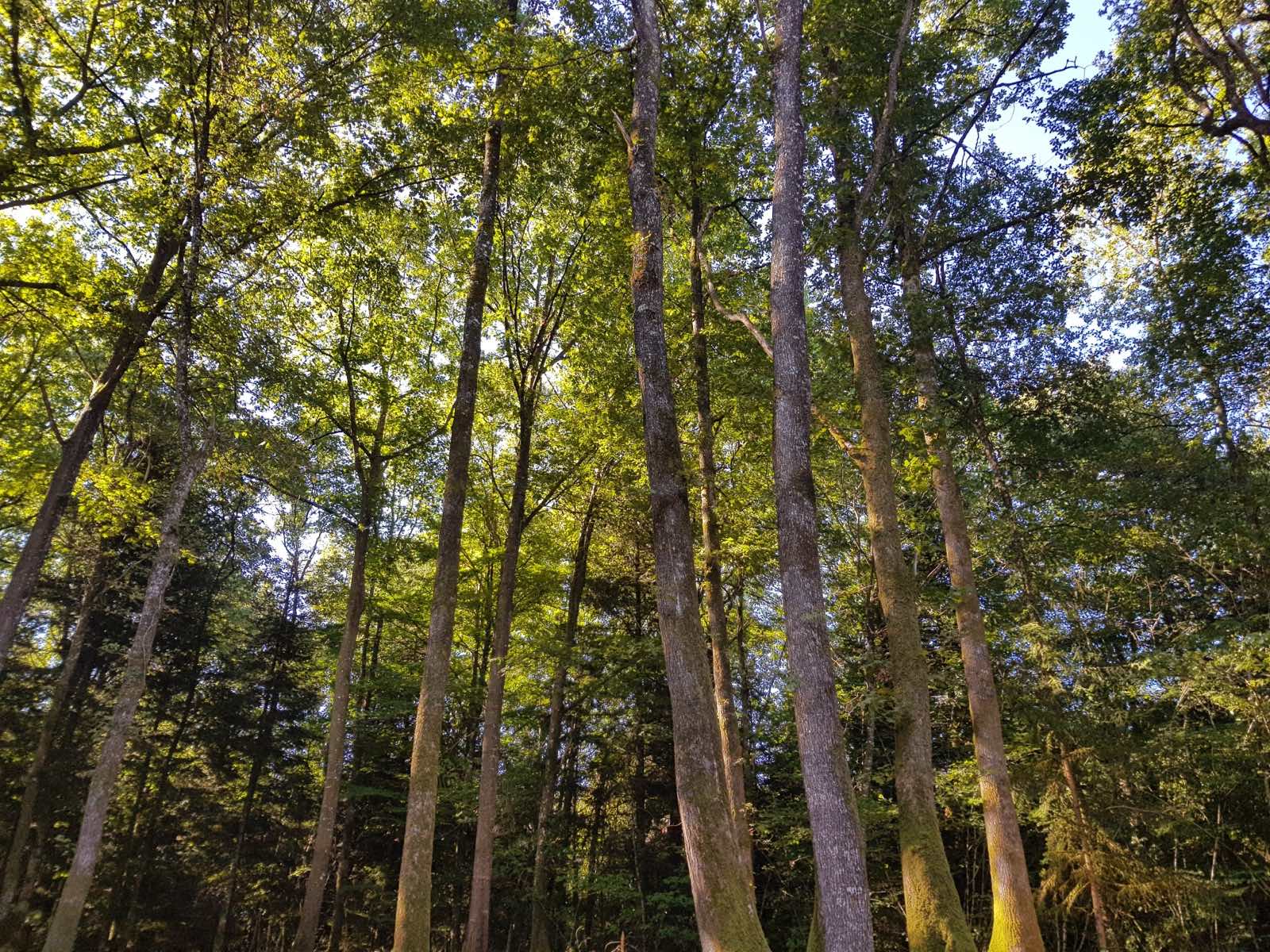 Forêt des Vaseix