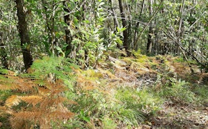 Forêt de Montargis