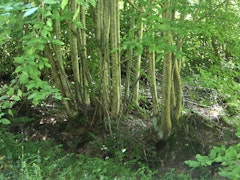 Forêt de la Traconne