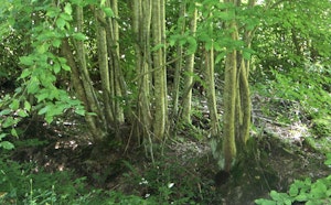 Forêt de la Traconne