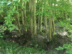 Forêt de la Traconne