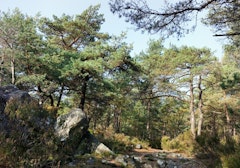 Mont Aigu