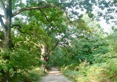 Forêt de la Roche Turpin