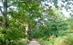 Forêt de la Roche Turpin