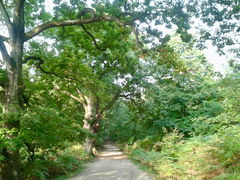 Forêt de la Roche Turpin