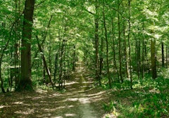 Forêt de Dourdan