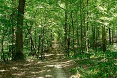 Forêt de Dourdan