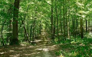 Forêt de Dourdan