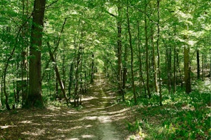 Forêt de Dourdan