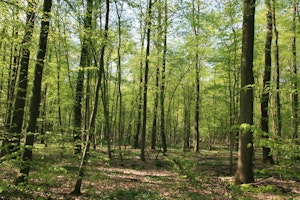 Circuit de la Schierlach