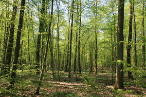 Circuit de la Schierlach