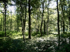 Forêt de Phalempin