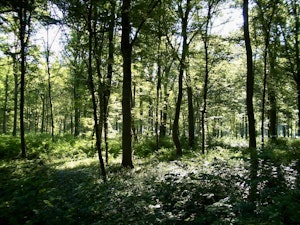 Forêt de Phalempin